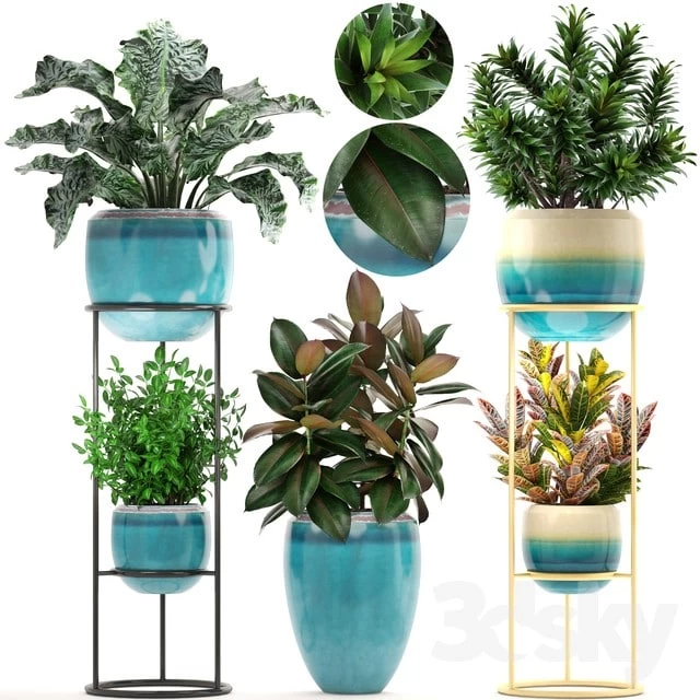 Collection of plants. Shelf with flowers, flower stand, pot, ficus, croton, alocasia, flowerpot, dracaena
