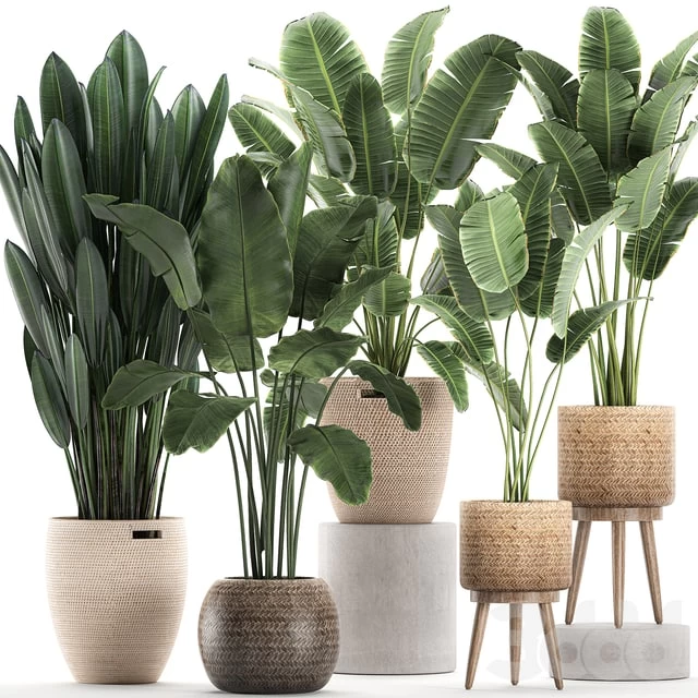 Plant Collection 615. Banana, set, basket, rattan, strelitzia, ravenala, indoor plants, eco design, natural decor