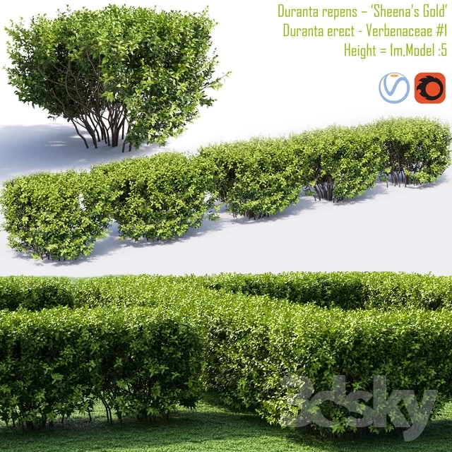 Duranta repens – ‘Sheena’s Gold’- Duranta erect #1