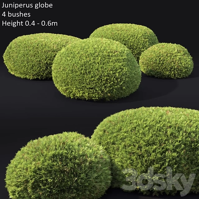 Juniperus Globe