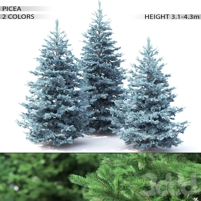 Spruce Plants Tree