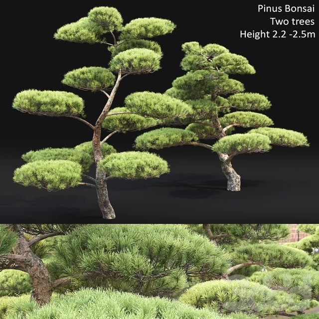 Bonsai Plants Tree