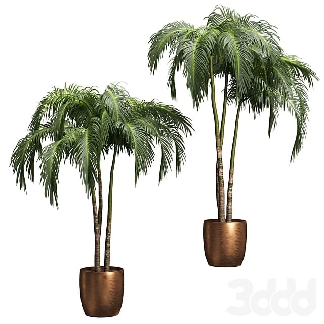 Palms in tubs. 6 models Plants Tree