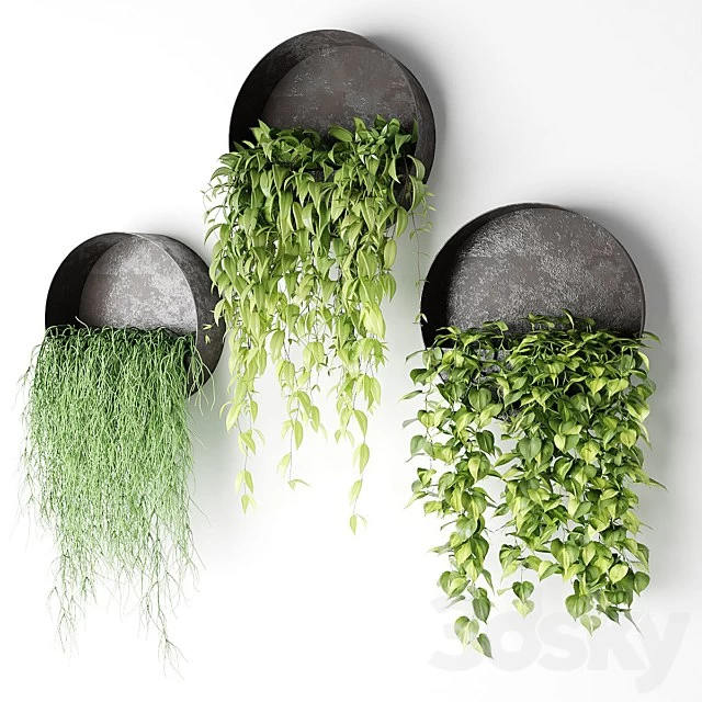 Ampelous plants in basins