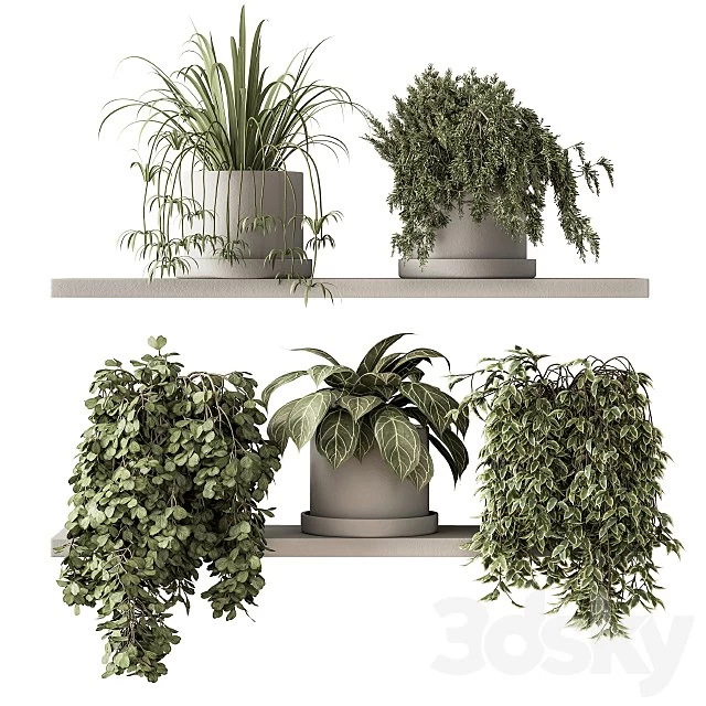 indoor Plant Set 281 - Plant pot on shelves