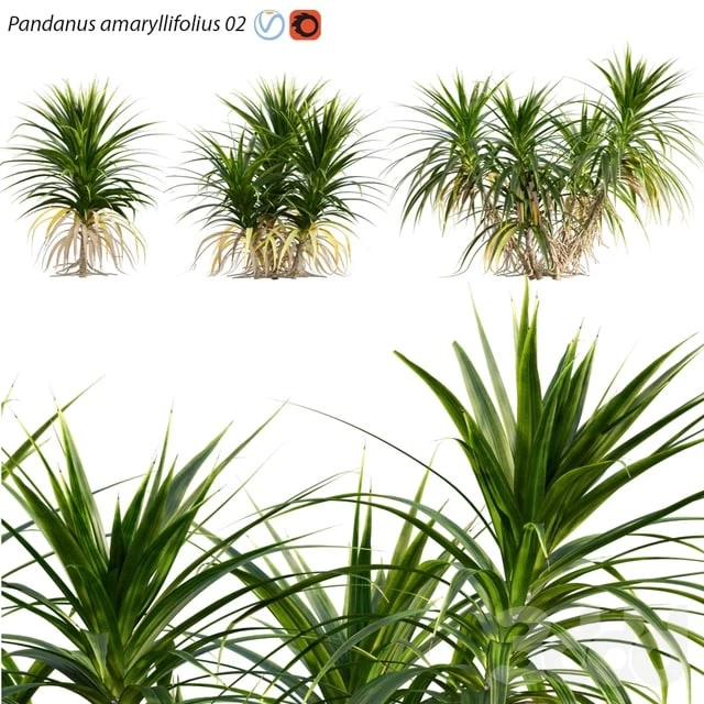 Pandanus amaryllifolius | Pandan leaves | Edible pandan 02