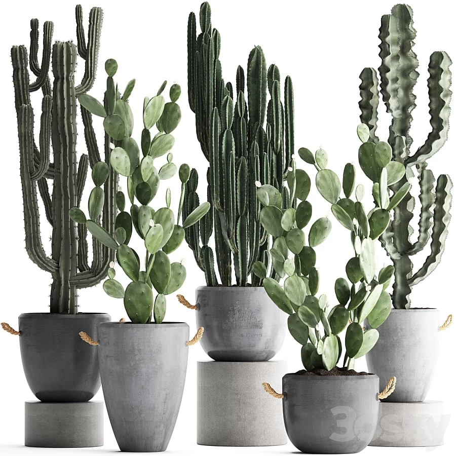 Plant Collection cactus 386.