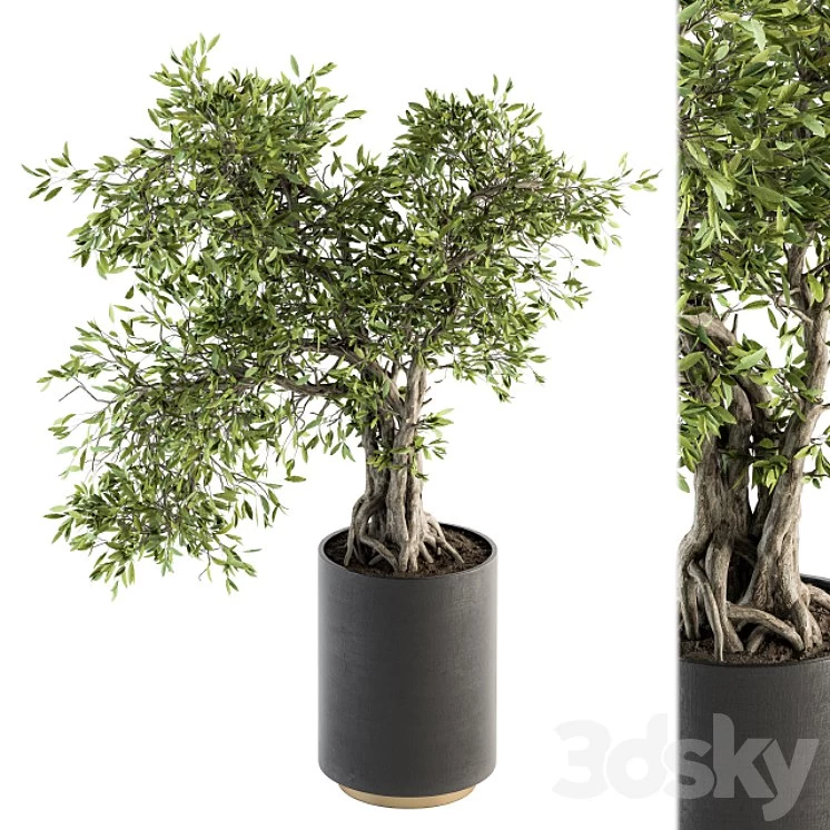 indoor Plant Set 207 - Big Bonsai in pot