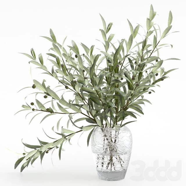 Olive branches in a vase