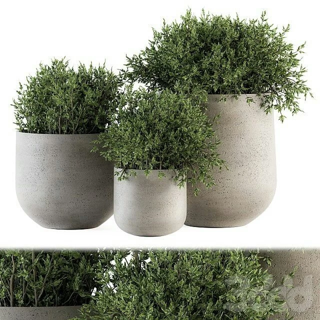 #tree#Plants