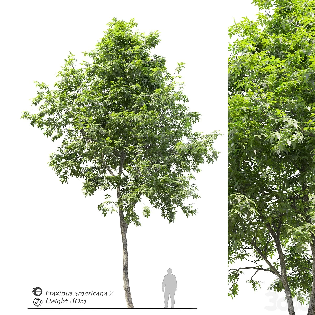 Fraxinus americana (White ash) 2