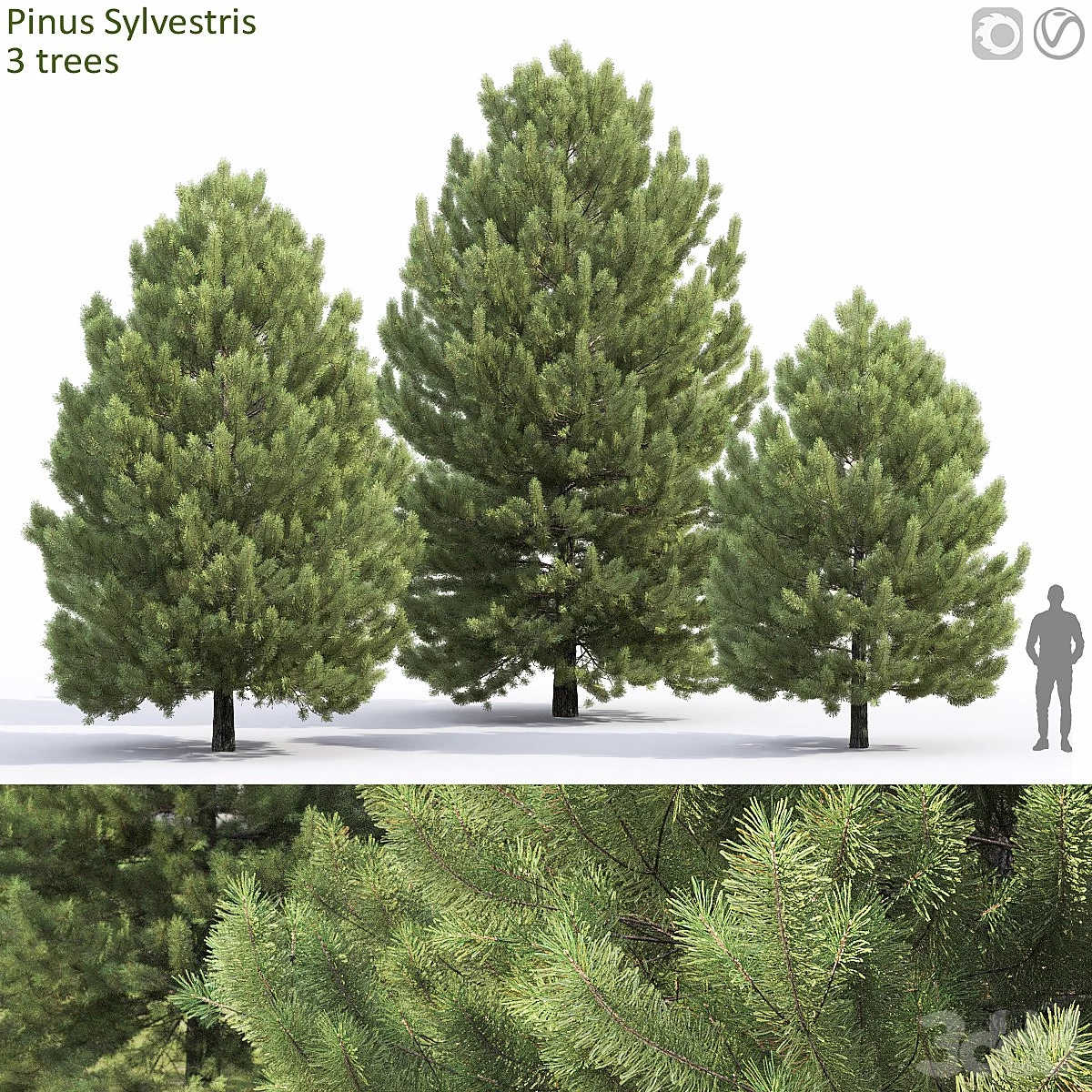 Pine