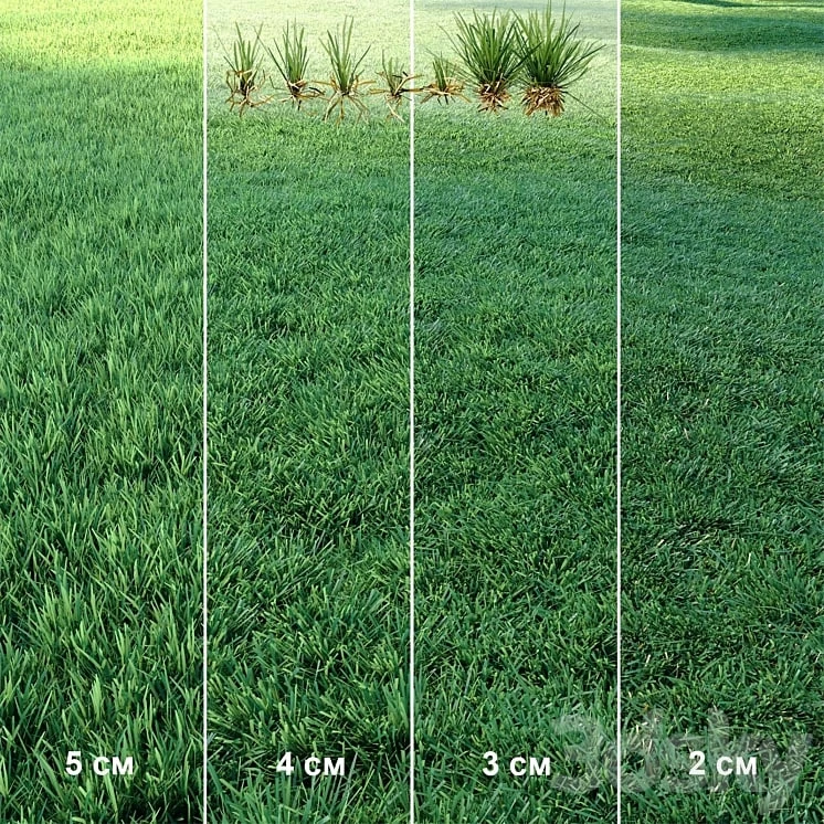 Lawn | Mowed Lawn