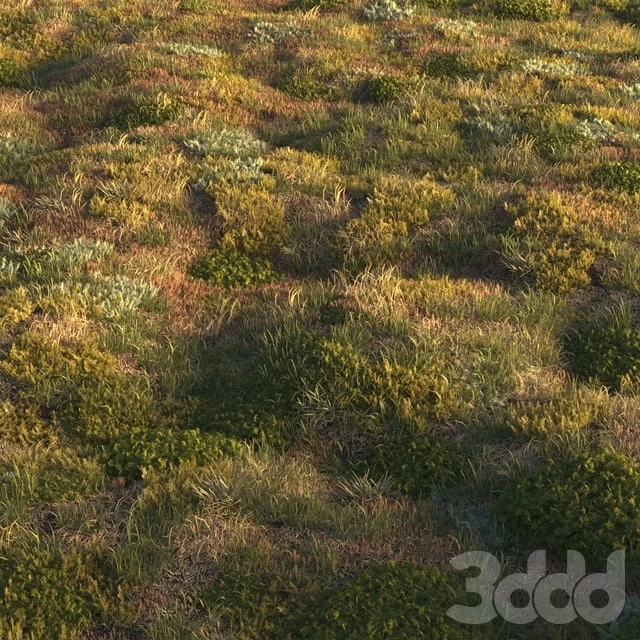 Forest grass