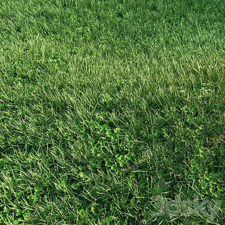Grass
