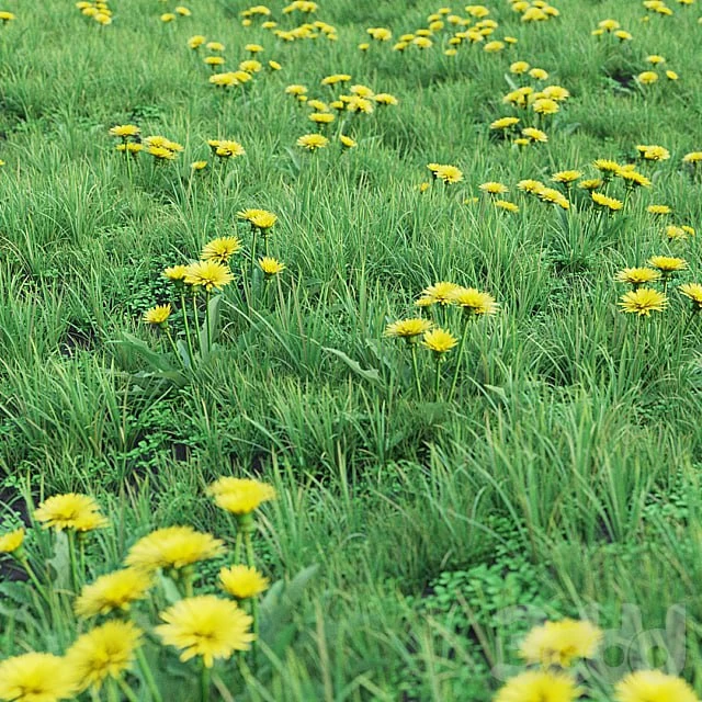 Grass set 01 - Dandelion