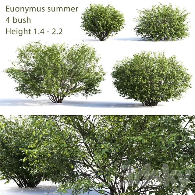 Tree - Bush