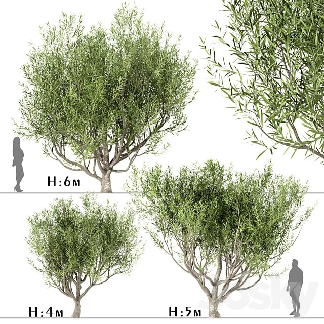 Tree