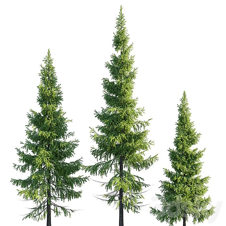 Christmas trees