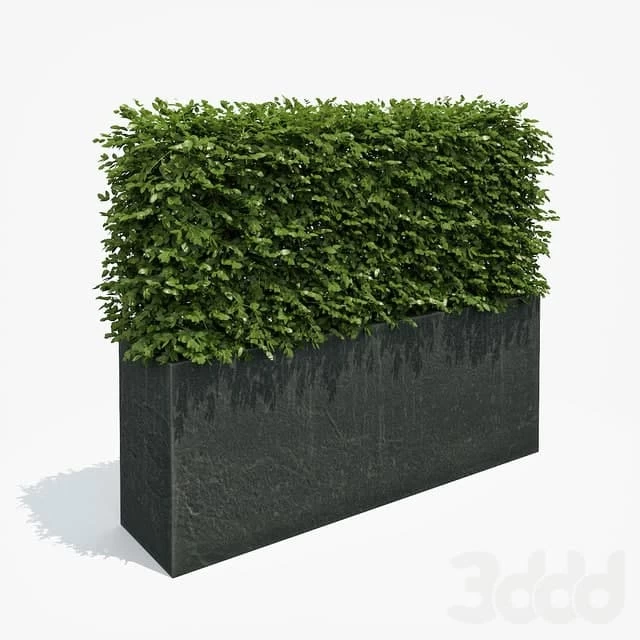 Hedge in black planter