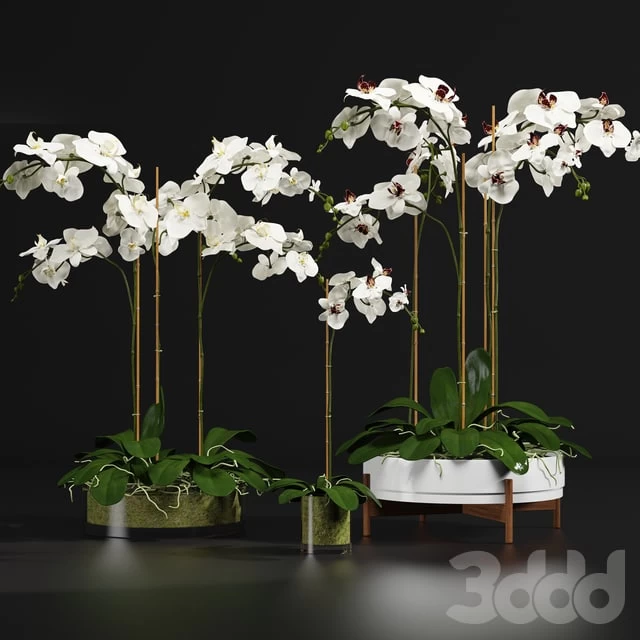 Orchid 9