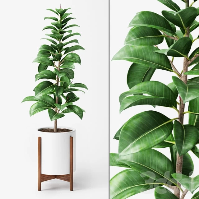Ficus Elastica 2