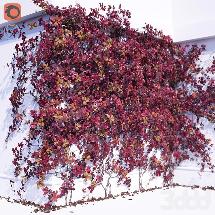Girlish Grape 2