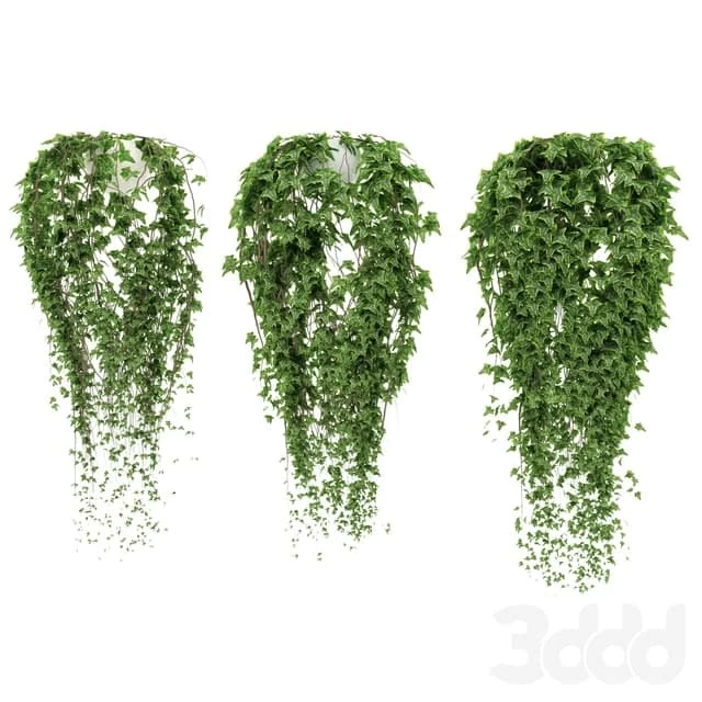 Potted Ivy