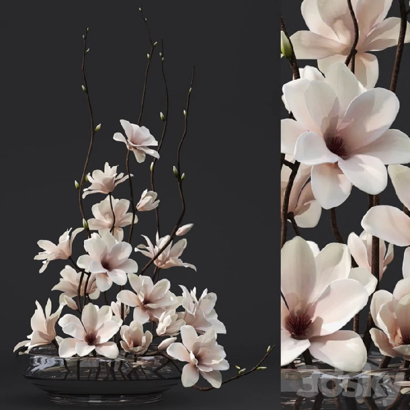 Magnolia 3