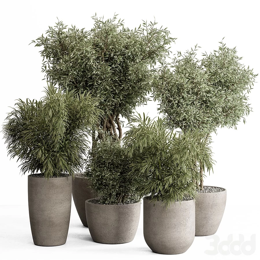 indoor Plant Set 417 - Tree and Bush