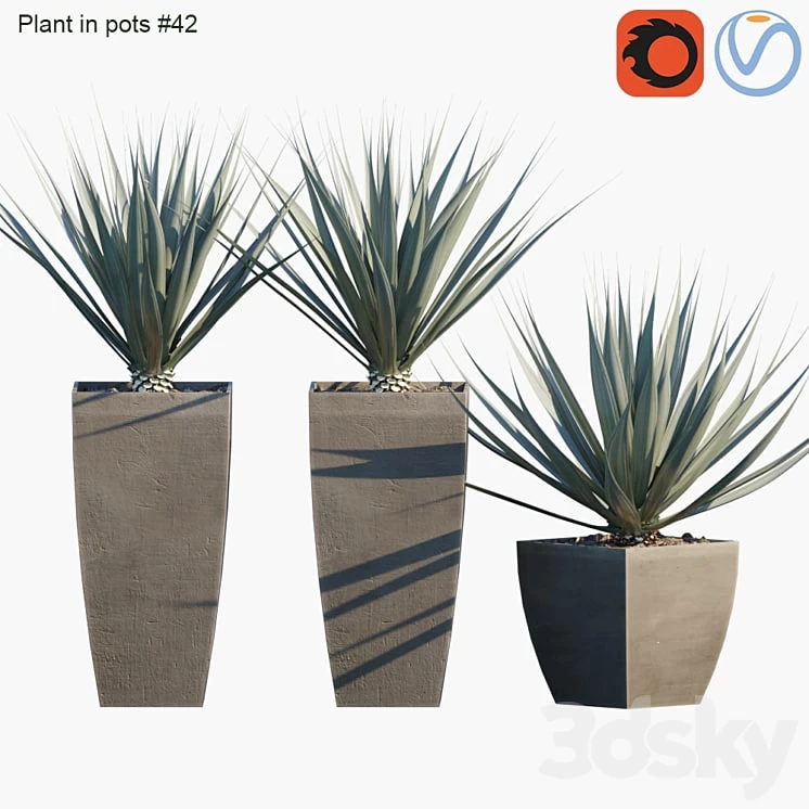Plant in pots # 42: Agave