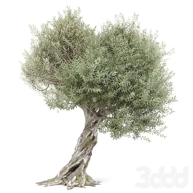 Olive tree 9.7m