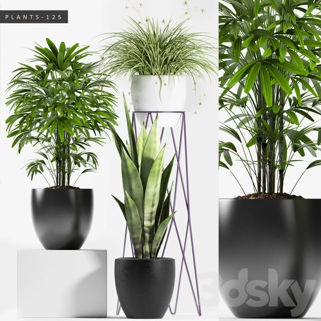 PLANTS 125