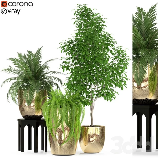 Plants collection 235