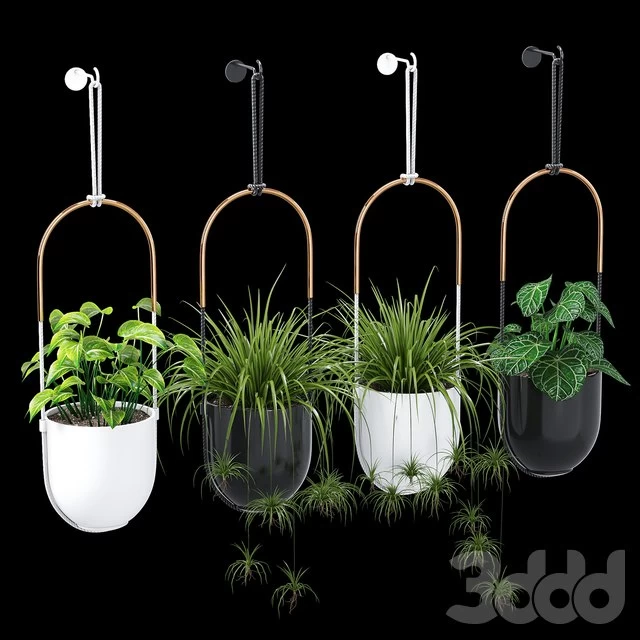 Bolo planter