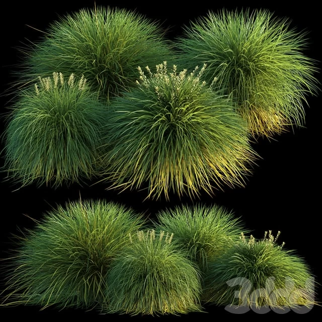 Miscanthus