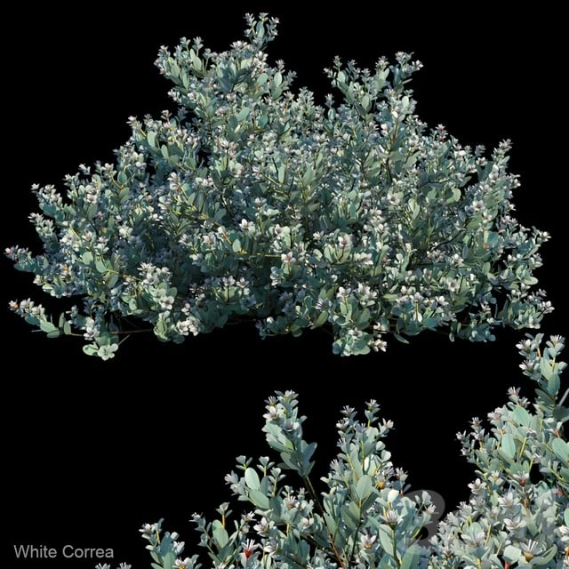 White Correa
