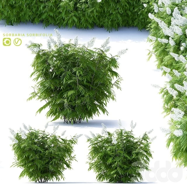 Sorbaria sorbifolia v2