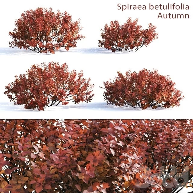 Spirea birch leaf #1 (Autumn)