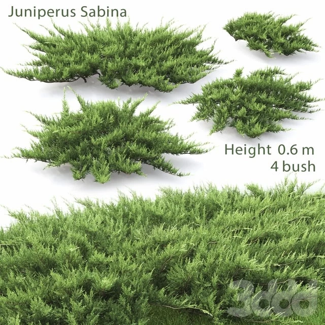 Juniper Cossack #2