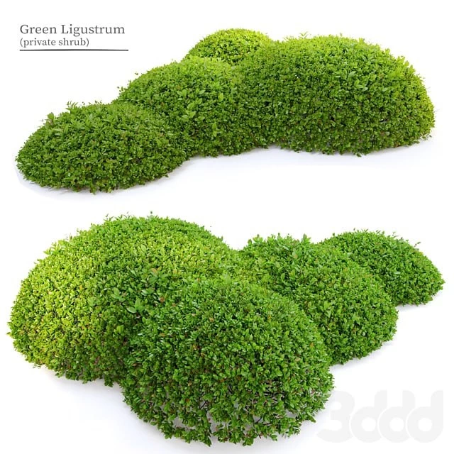 Green Ligustrum Plants/ Bush