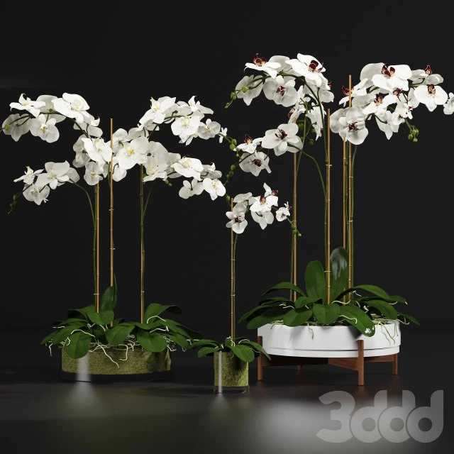 Orchid 9