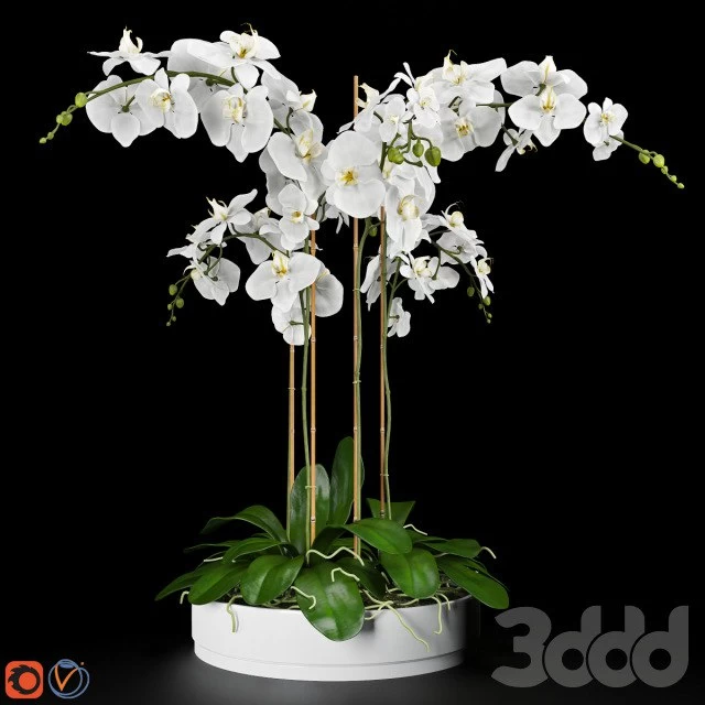 Orchid 5