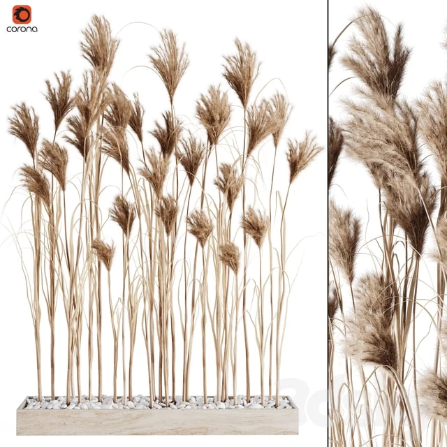 bunch of Pampas 7