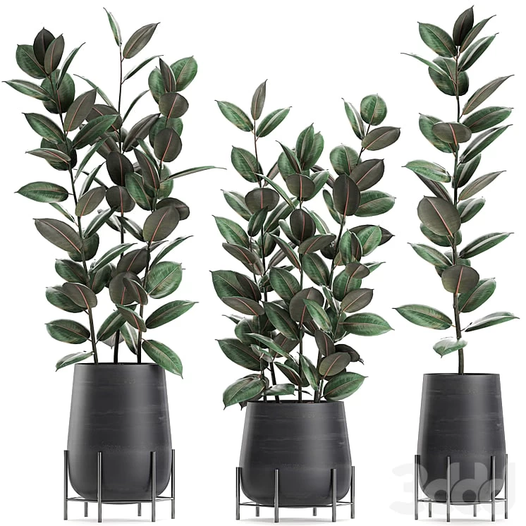 Collection of plants 628. Black pot, indoor plants, flowerpot, loft, office plants, flowers, Ficus elastica, Ficus rubbery