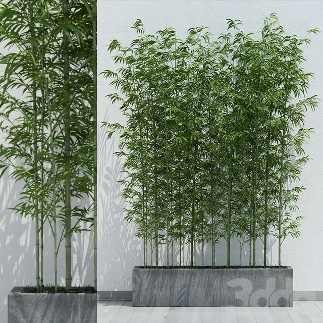 Bamboo 2