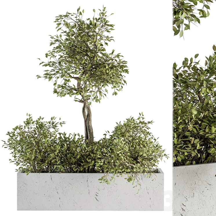 indoor Plant Set 235 - Plant Set in Box