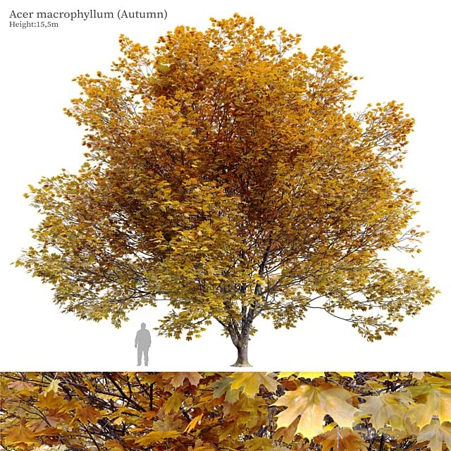 Acer macrophyllum (autumn)