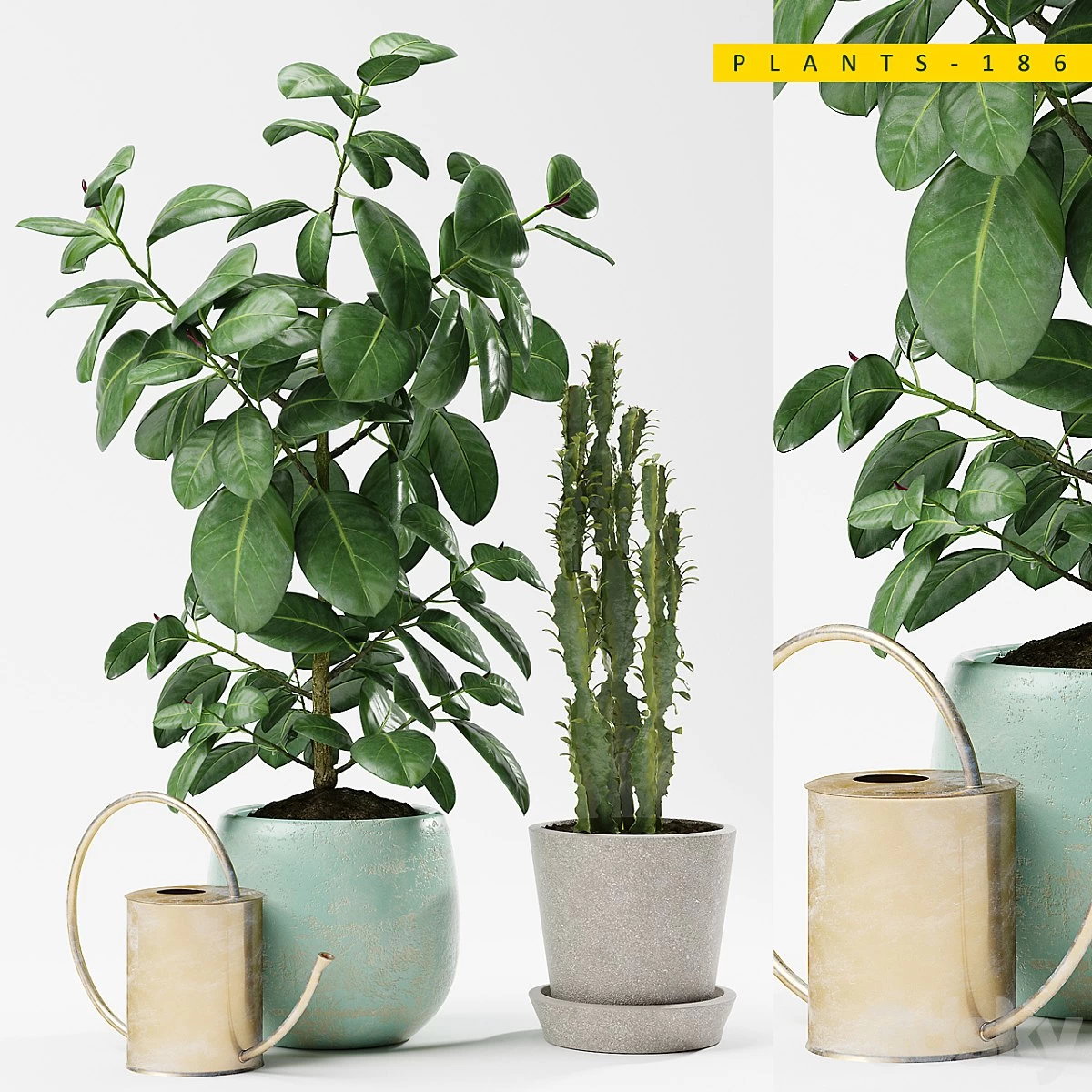 PLANTS 186