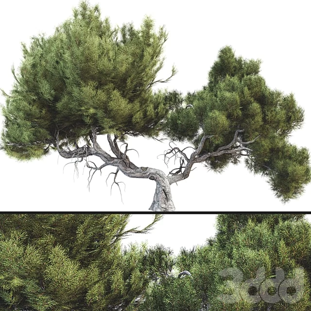Tree 007